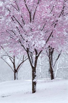 臨海セミナー 冬期講習：雪の日に咲く桜の不思議