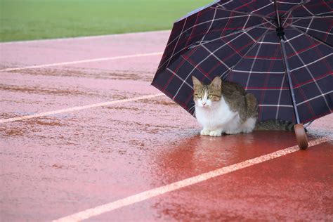 今日の天気 英語 そして、なぜ猫は傘を嫌うのか？